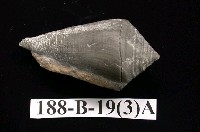 藏品(新腹足類)的圖片